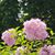 Carolyn Umbach's profile image