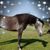 Meranda Sturdavant's profile image