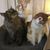 Ann Randol Stephens's profile image