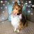 Lisa Castelan-Svette's profile image