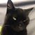 Millisa Libey Jaycox's profile image