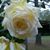 A.f. White's profile image