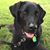 Delmar Beach-Dog's profile image