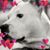 Tonya Riels's profile image