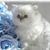 Betsy Raffield's profile image