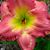 Jane Fearon's profile image