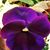 Julie Miller's profile image