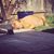 Sally Joniec's profile image