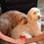 Nikki Kaphing's profile image