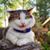 Donna Cullifer's profile image