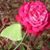 Marti Hildebrandt's profile image