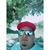 Toni Rodriguez's profile image