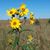 Tracie Engstrom's profile image