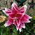 Jill M Cancello's profile image