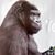 Cesar Amorocho's profile image