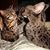 Cat Wallis's profile image