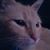 Geraldine King Savianeso's profile image