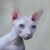 Shannon Miller's profile image