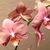 Renee Silva's profile image