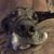 Stephanie Gagliardi's profile image