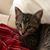 Tracy Lyn Halpern-Martino's profile image