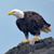 Larry Healey's profile image
