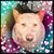 Sue Newnham's profile image