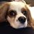 Adrienne Turse-Ralph's profile image