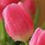 Christine Stramaglio's profile image