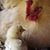 Sherry Pivirotto's profile image