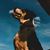 Caleb Carden's profile image