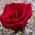 Verde Hoja's profile image