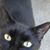 Deirdre Fendricks's profile image