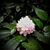 Sandra Bowles Lair's profile image