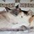 Herlinda Gonzales Agueros's profile image