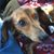 Adrianne Scheick's profile image