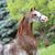 Lewella Tembreull's profile image