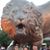 Rocio Salazar's profile image