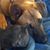 Debbie A Chislow's profile image