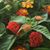 Stephanie Freedom Darden's profile image
