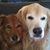 Carolyn Kinsler's profile image