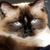 Trish Holder Bradford's profile image