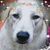 Robin King's profile image