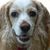 Roberta De Fiore's profile image