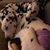 Crystal Brown Shugars's profile image