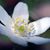 Annmarie Shannon's profile image