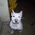 Dian Collins's profile image