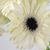 Lisa Evans's profile image