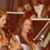 Donna Grooms Ogle's profile image