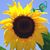 Aguilar AG's profile image